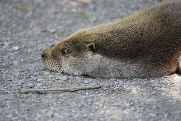 Land carnivores (Fissipedia) is the name for a suborder of carnivores that is no longer used in...