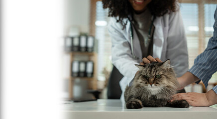 Female veterinary doctor using stethoscope for kitten. veterinary clinic.