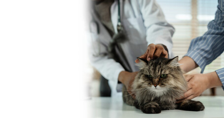 Female veterinary doctor using stethoscope for kitten. veterinary clinic.