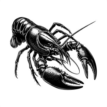 black and white crayfish drawing