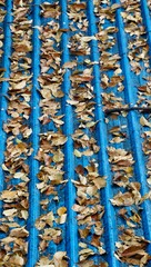 fallen leaves on a roof