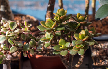 Money Tree. Bonsai style. Plant for home