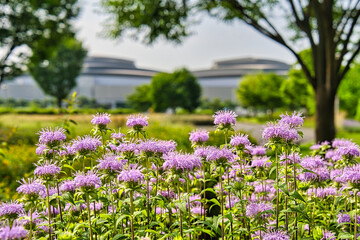 東京臨海広域防災公園