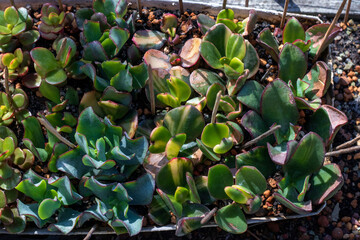 Crassula Ovata: growth in the open ground. Money tree with brightly colored leaves