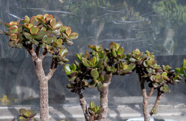 Money Tree. Bonsai style. Plant for home