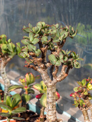 Money Tree. Bonsai style. Plant for home
