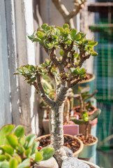 Money Tree. Bonsai style. Plant for home