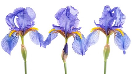 Three iris flowers in a row isolated on white background.