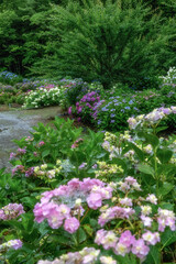 茨城県北茨城市　満開のあじさいの森
