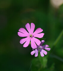 Beautiful close-up of silene dioica