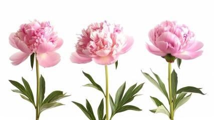 Three peony flowers in a row isolated on white background.