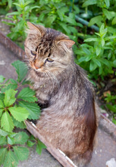 Close-up of a gray cat on the street.