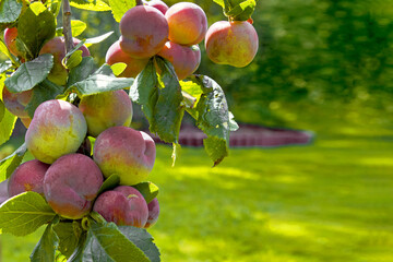 A bountiful harvest in a summer garden. A branch strewn with ripe, fragrant plums in a sunny garden.