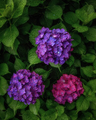 茨城県北茨城市　満開のあじさいの森
