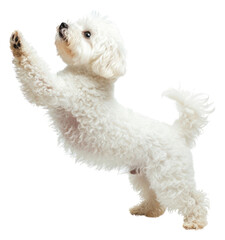 PNG  Dog animal mammal poodle.