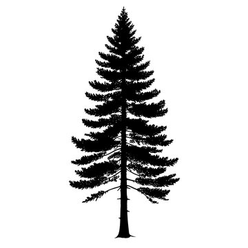 Douglas Fir tree silhouette. Vector illustration