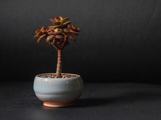 Money Tree. Bonsai style. Plant for home