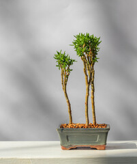 Money Tree. Bonsai style. Plant for home
