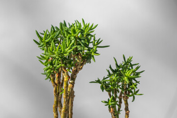 Money Tree. Bonsai style. Plant for home