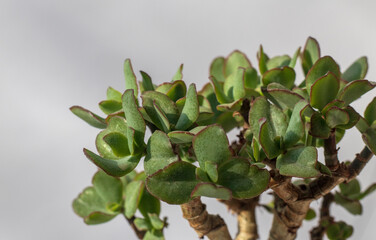 Bonsai style money tree. Crassula ovata arborescens Undulatifolia Curly bird. Home decor. Indoor...