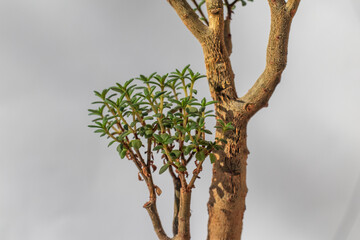 Stylish plant Crassula sarcocaulis. Money tree bonsai. Home decor