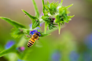 Une symbiose parfaite : pollinisation en action dans le vignoble alsacien, CeA, Alsace, Grand Est, France