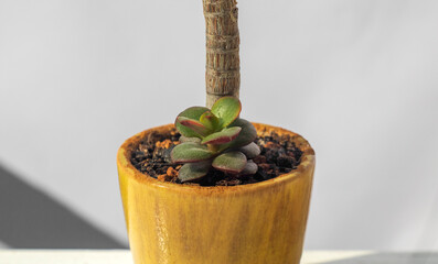 Money Tree. Bonsai style. Plant for home