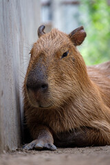 Close-up of a cute capybara sitting and looking around on a farm. Selective focus.