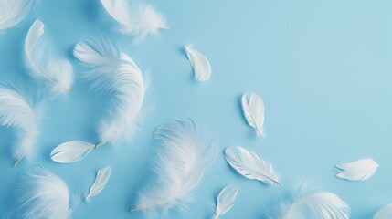 white feathers background