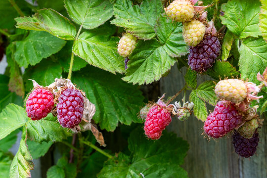 Organic red loganberries, hybrid of the North American blackberry and the European raspberry, ripening on a shrub