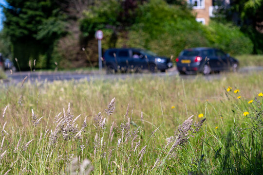 Grass verge left to grow along a busy roadside with blurred cars passing by