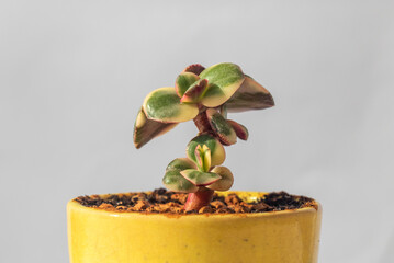 Beautiful money tree Crassula Alba White Nights. Bonsai style. Indoor plant