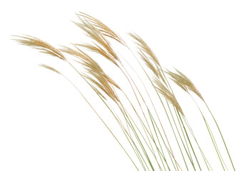 PNG Feather Reed Grass Plant