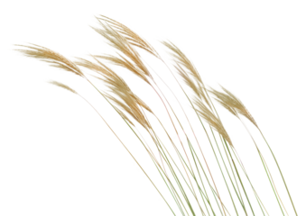 PNG Feather Reed grass plant reed white background.