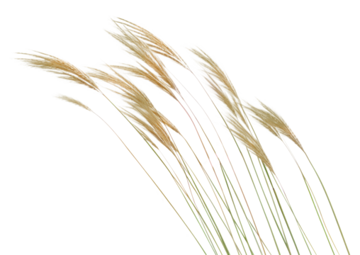 PNG Feather Reed grass plant reed white background.