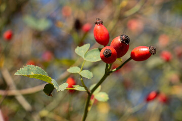  Rose-hips  (Rosa canina)