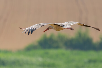 White stork flying above fields