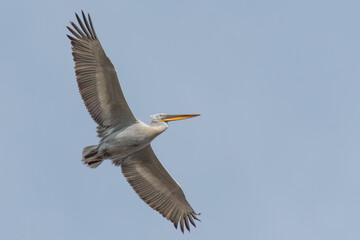 Dalmatian pelican flying in the sky with wide opened wings