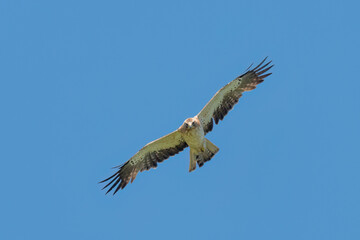 Booted eagle fly in the sky with wide opened wings