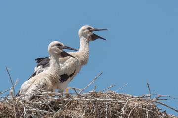 Two juvenile storks standing in the nest with open beaks