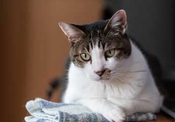 見つめる猫　キジトラ白