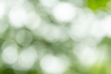 Obraz premium 新緑んぼ玉ボケ