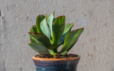 Stylish money tree. Crassula Blue Hale mediovariegated Mariupol. Bonsai style. Indoor plant