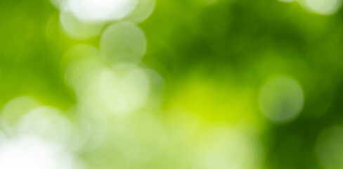 新緑んぼ玉ボケ