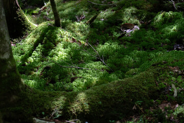 美しい苔の森