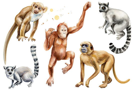 Monkeys animals set realistic watercolor painting Jungle wild animal Isolated on background, Adorable animal zoo clipart