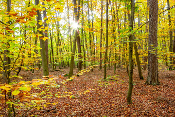 Colorful autumn forest