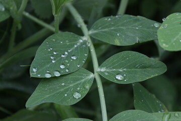 Close Up View of Green Peas Leaves covered in Water Drops. Organic Raindrop Pea Botanical View. Leafy Garden Landscape