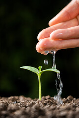 hand watering green sprout. Green seedling in soil.