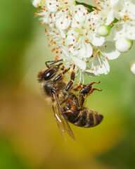 Abeja recolectando polen en el jardín